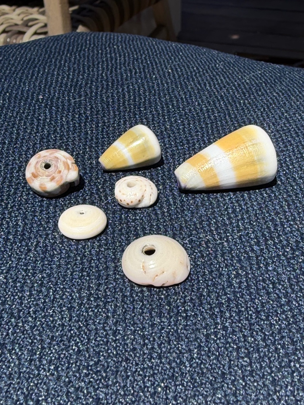 Hawaii shells